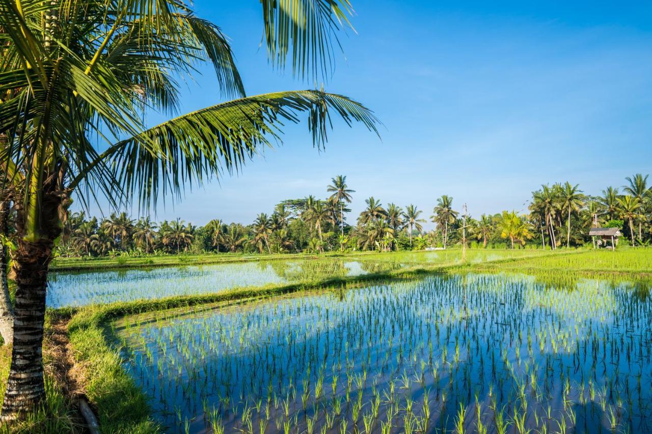 أوبود Buddha Homestay المظهر الخارجي الصورة